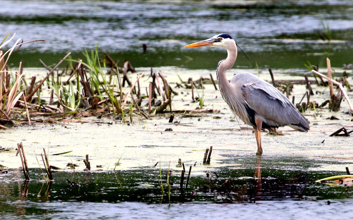 Wildlife in the La Crosse River marsh